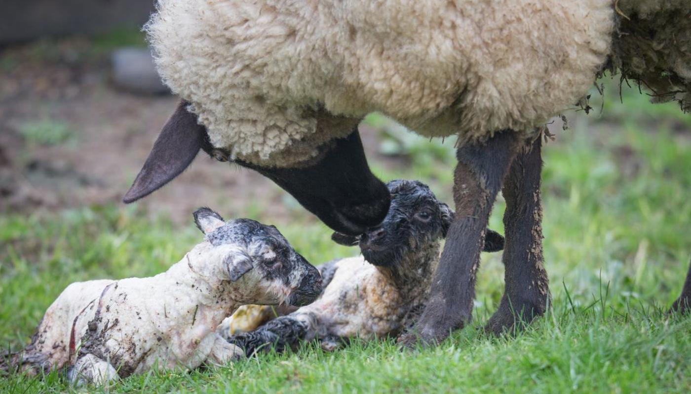A beautiful mother ewe, with her twin lambs, just born.