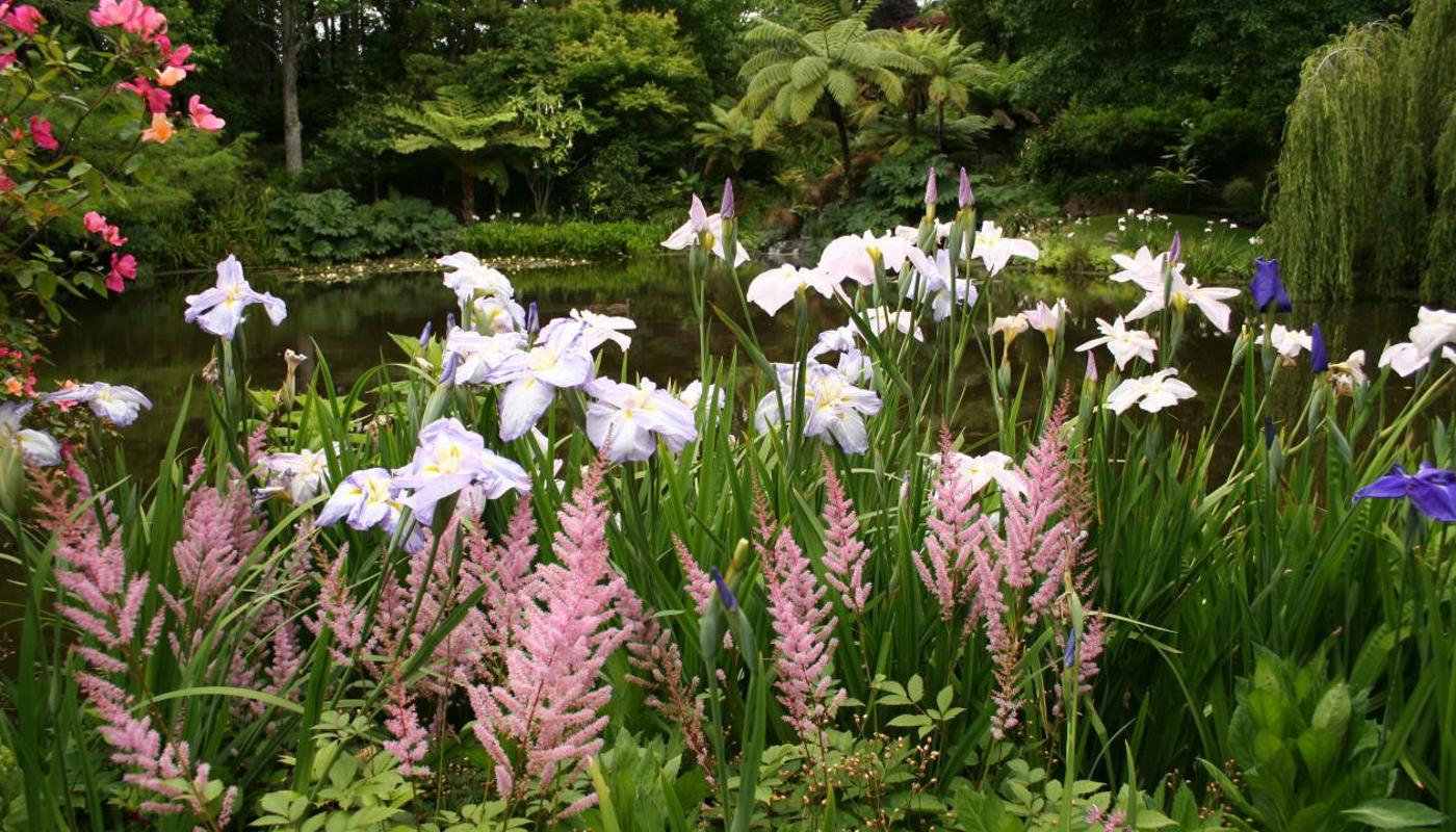 Lousiana Iris surrounding the Cypress pond