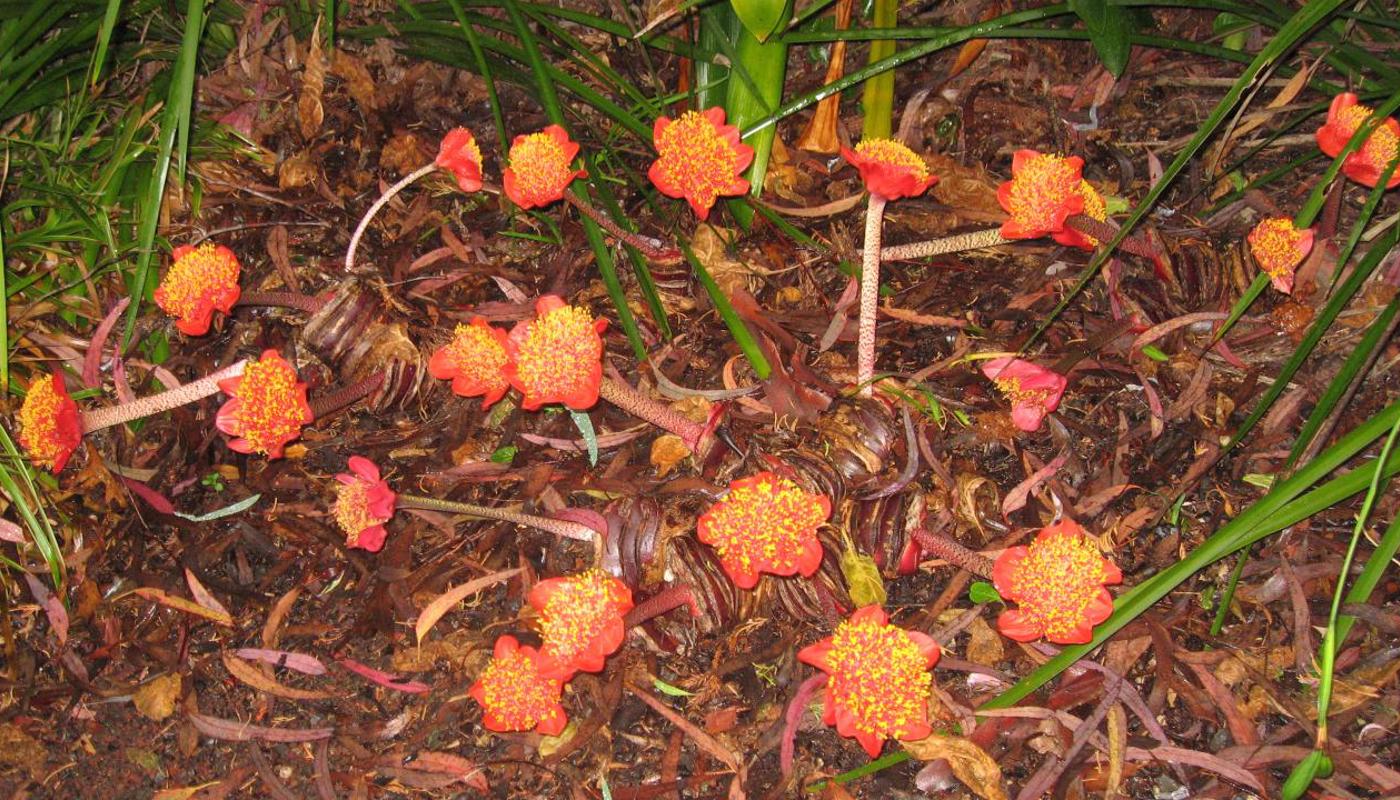 Blood lilies