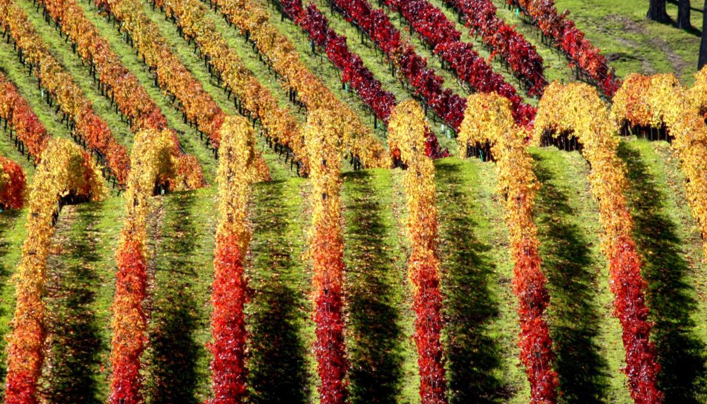 Autumn vines on Waiheke